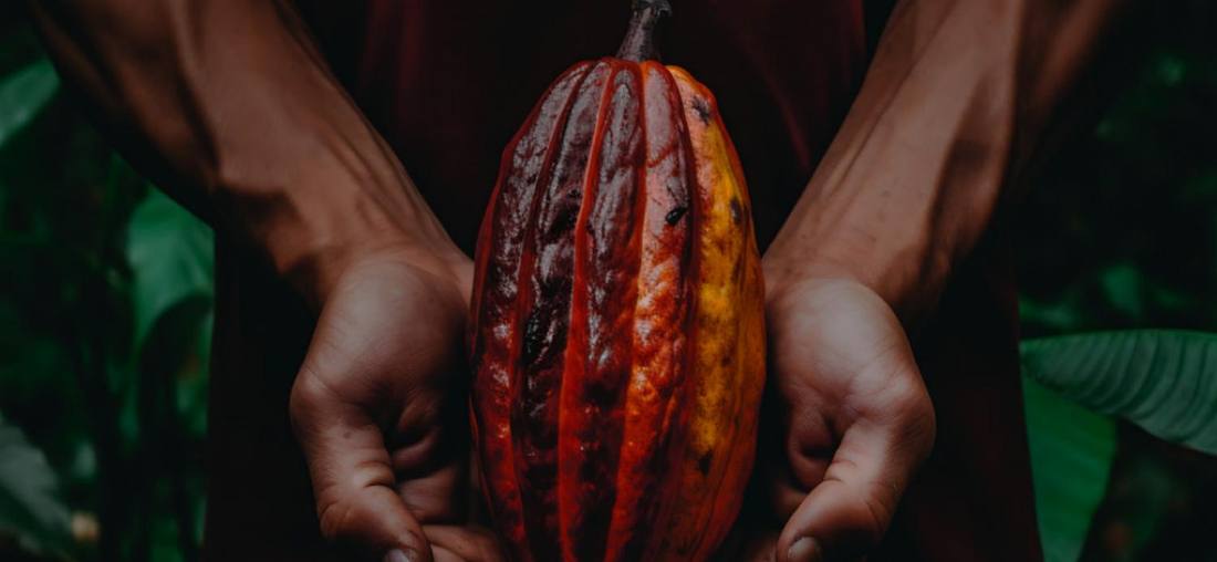 Mãos segurando um fruto de cacau