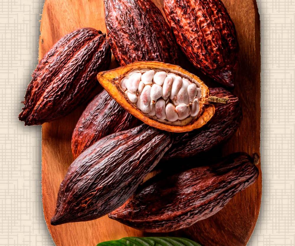 Frutos de cacau abertos sobre uma tábua de madeira